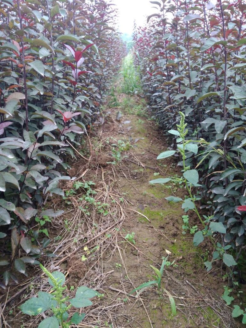 紫叶矮樱80~100cm2cm以下