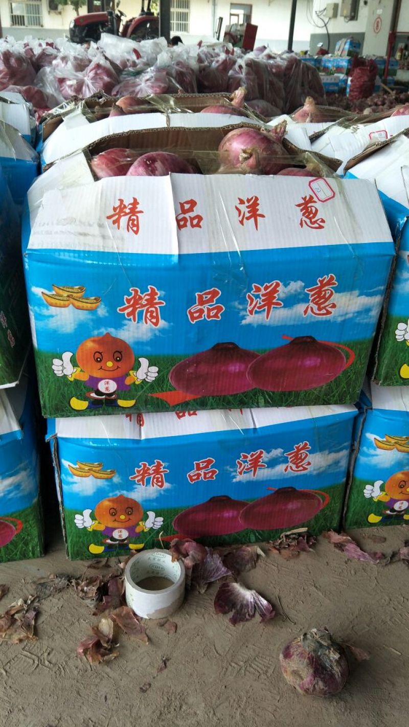 洋葱~冷库货/二红洋葱~聊城冷库二红洋葱~全年供应
