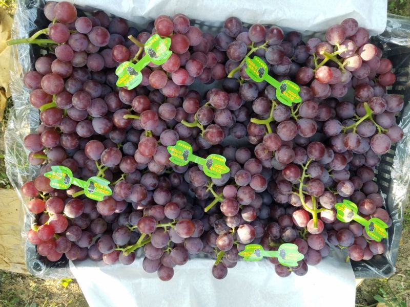 巨峰葡萄5%以下万亩基地直供保质保量量大从优