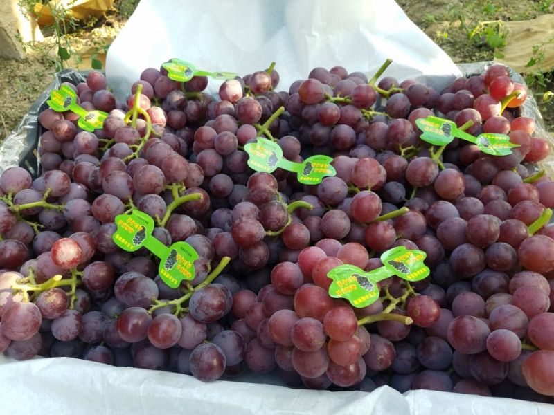 巨峰葡萄5%以下万亩基地直供保质保量量大从优