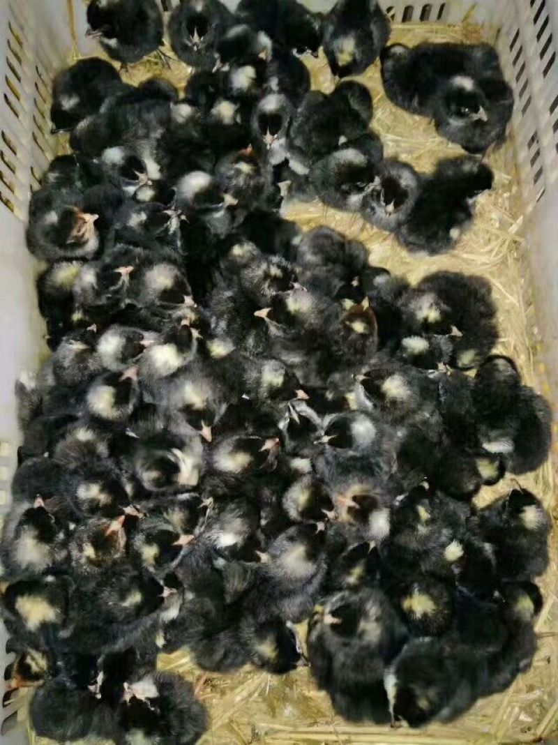 芦花鸡苗出壳苗35~45克通货