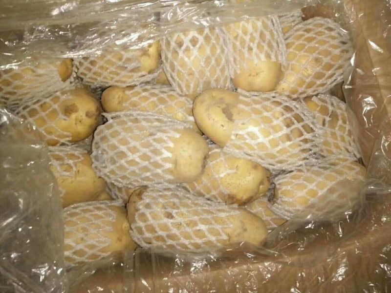 荷兰十五土豆市场、商超、电商、微商支持一件代发
