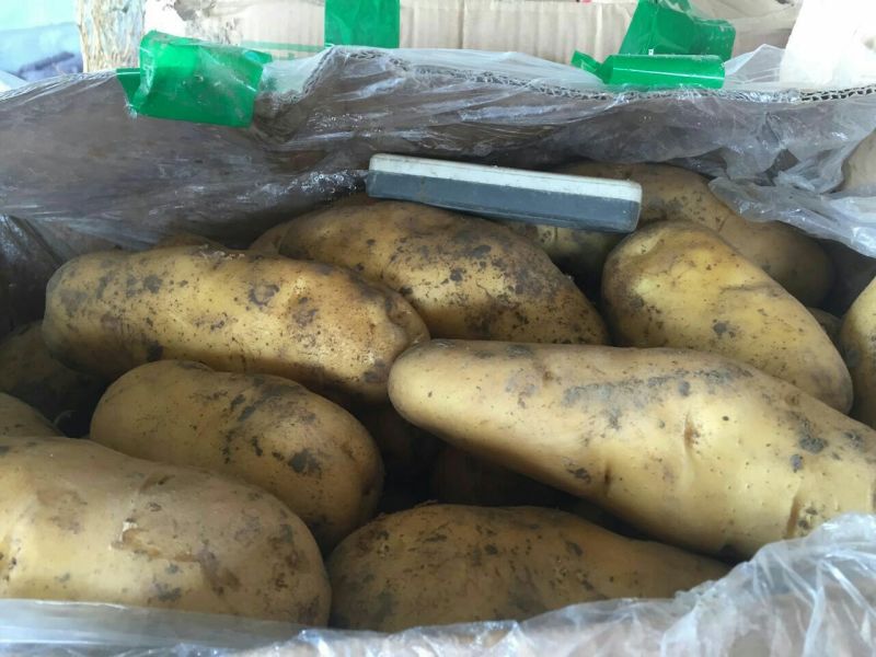 荷兰十五土豆市场、商超、电商、微商支持一件代发