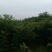 红油香椿苗二郎红香椿，香椿苗，巴山红香椿苗，大竹香椿苗