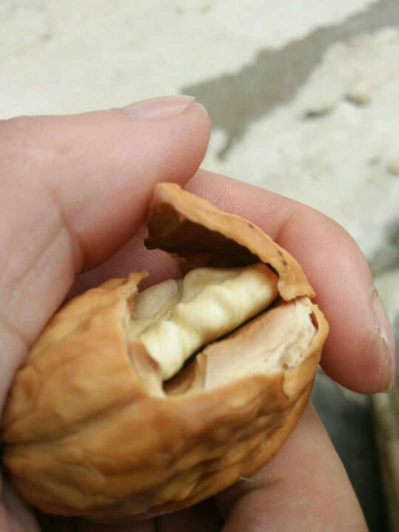核桃去皮湿