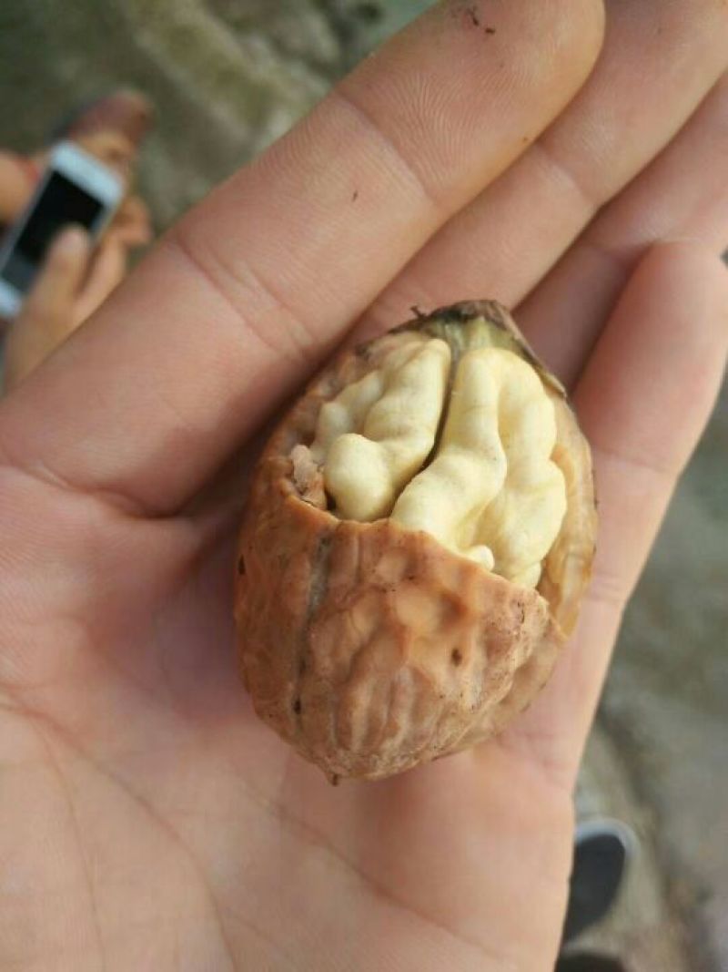 核桃去皮湿