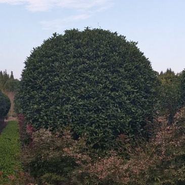 桂花树2~3米14~16cm3~3.5米