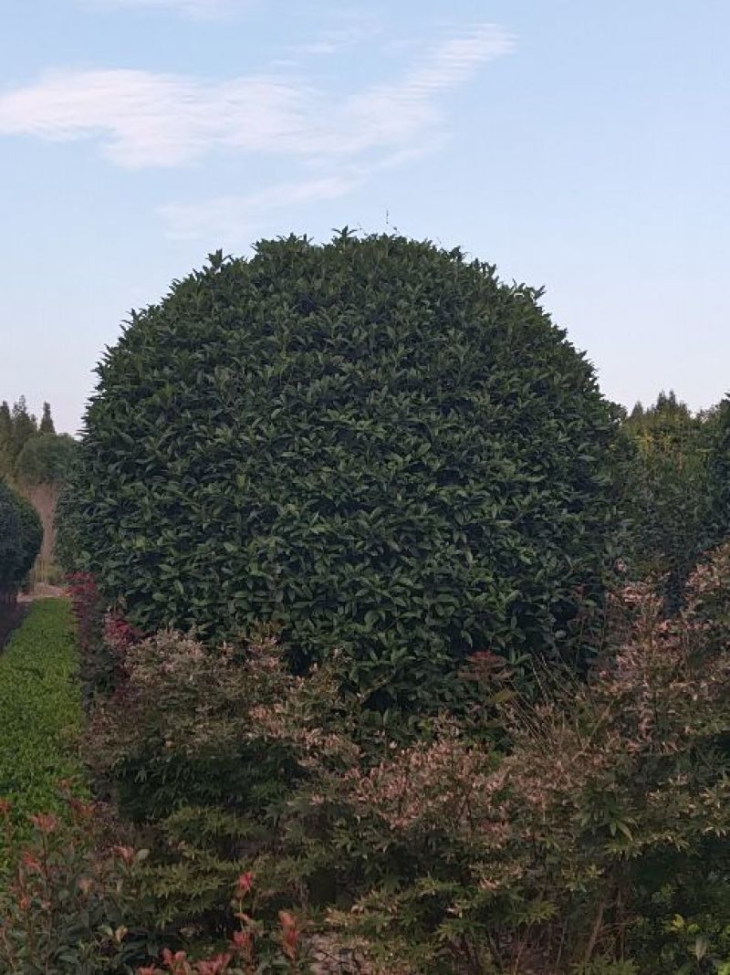 桂花树2~3米14~16cm3~3.5米