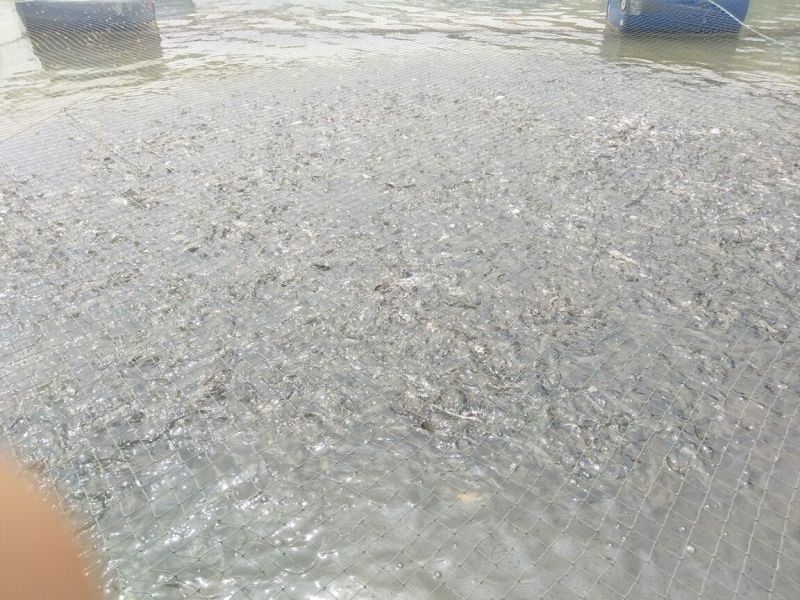 银鳕鱼鱼苗网箱优质鱼苗