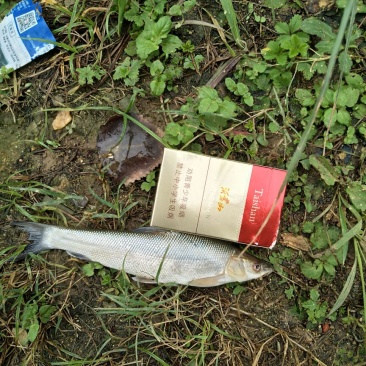 银鳕鱼鱼苗网箱优质鱼苗