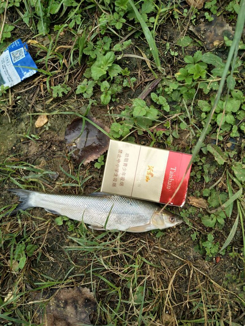 银鳕鱼鱼苗网箱优质鱼苗