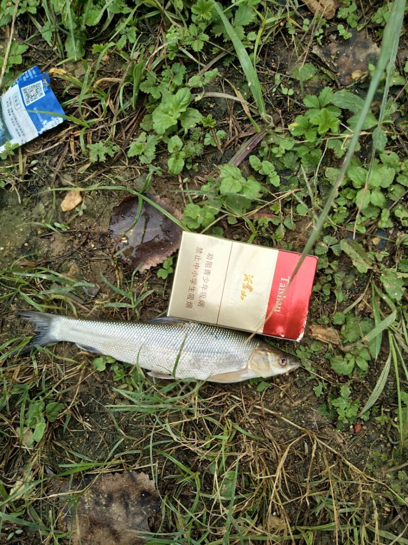银鳕鱼鱼苗网箱优质鱼苗