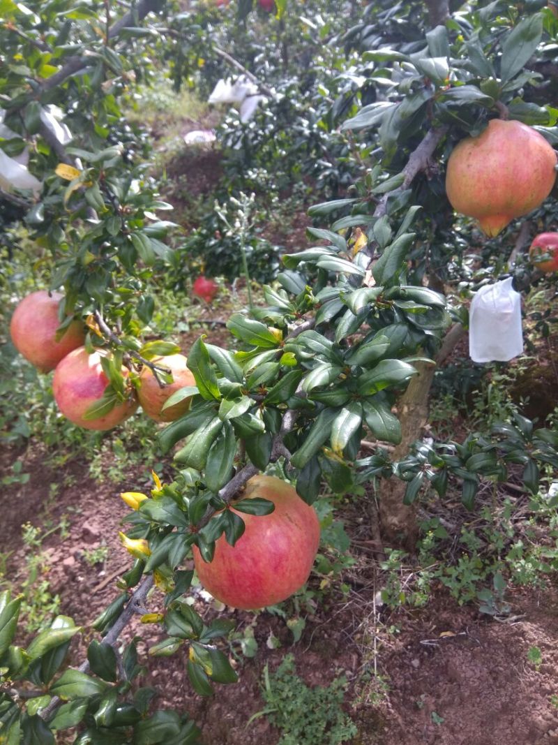 石榴会理软籽石榴产区直发，新鲜包邮到家