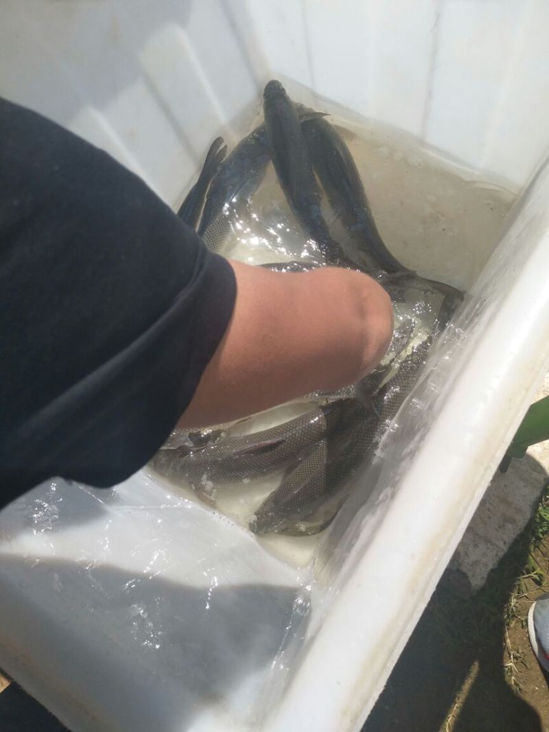 大鳞鲃鱼