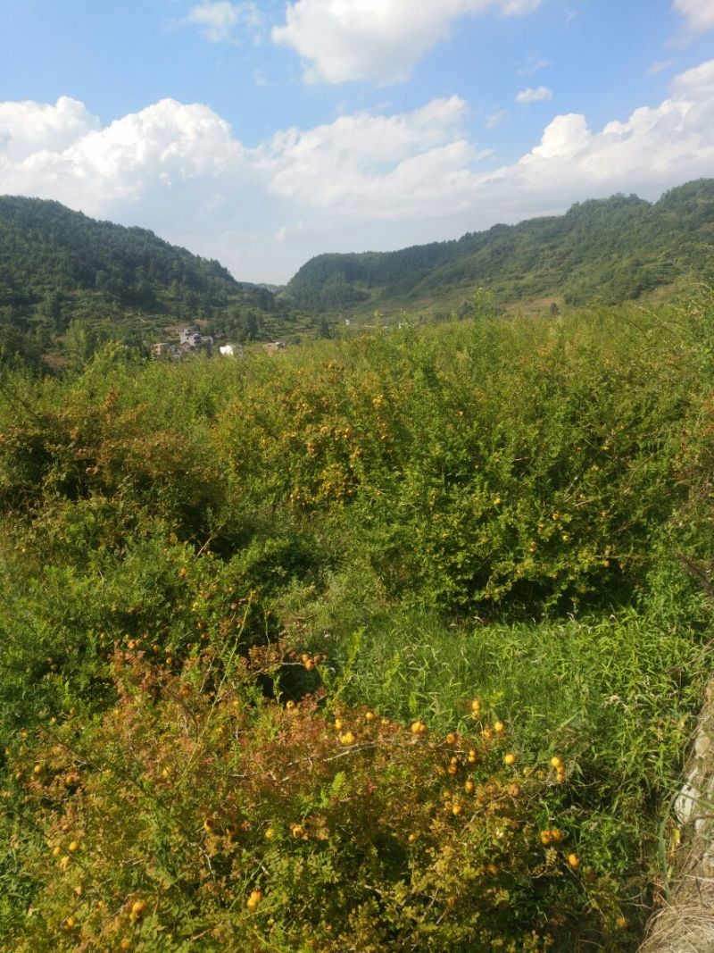 刺梨鲜
