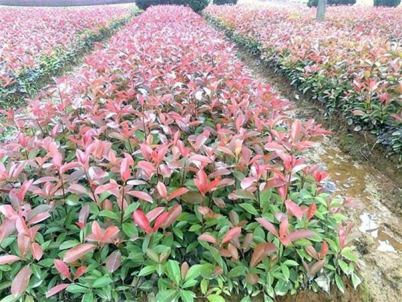 红叶石楠营养杯