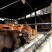 黄牛100~200kg