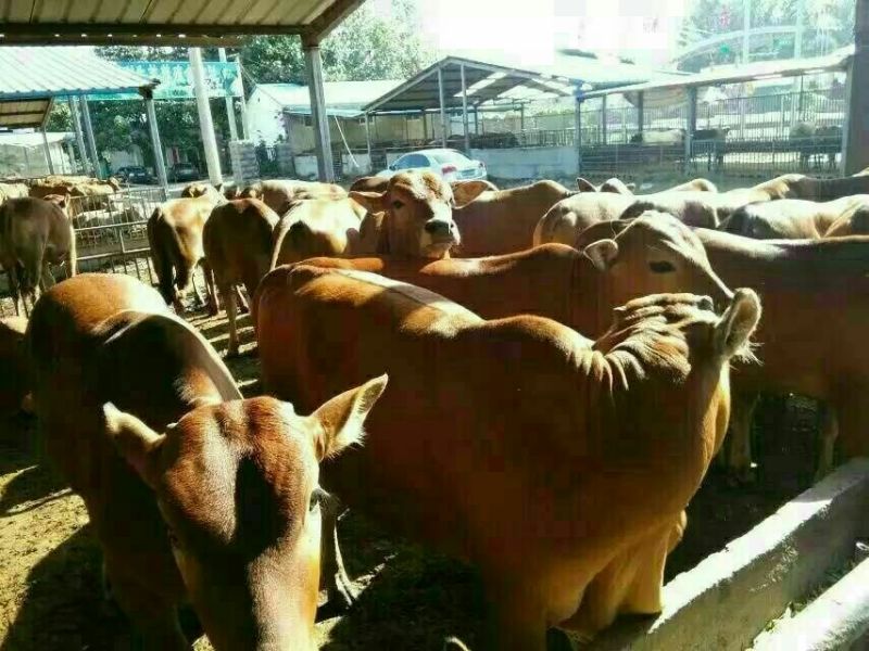 黄牛100~200kg