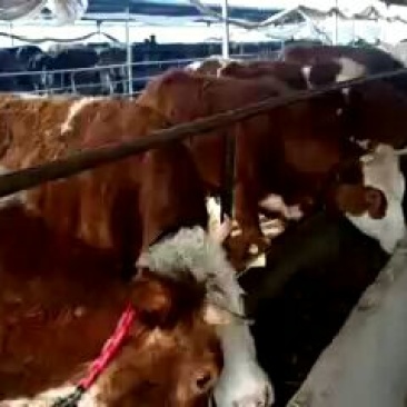 黄牛100~200kg
