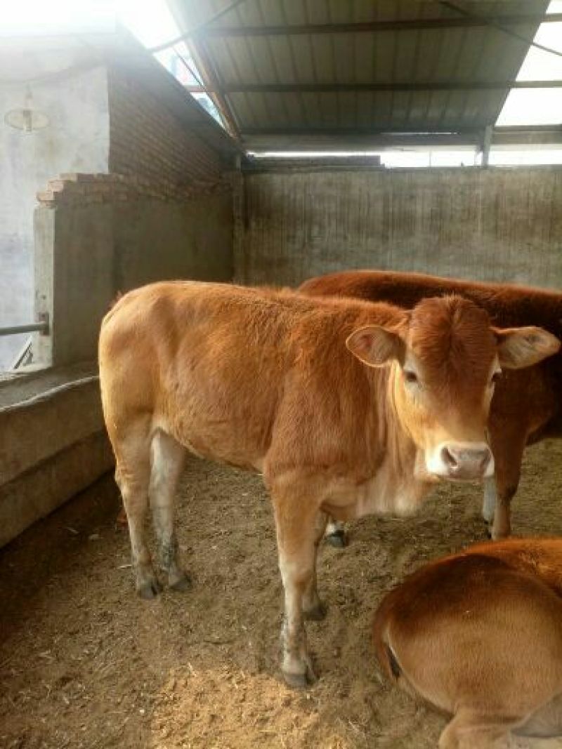 黄牛100~200kg