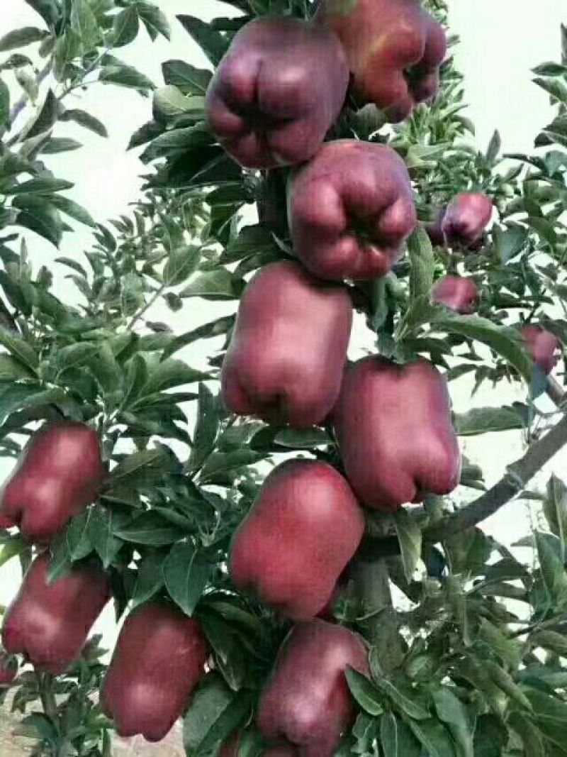 山地花牛苹果