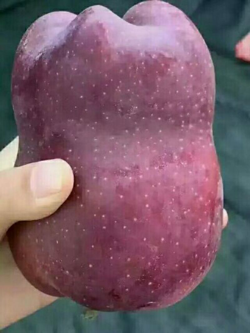 山地花牛苹果