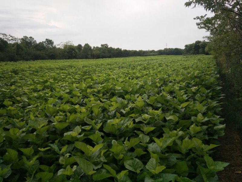 强桑1号桑树苗农桑14号大叶嫁接苗养蚕，养羊，羊牛饲料桑