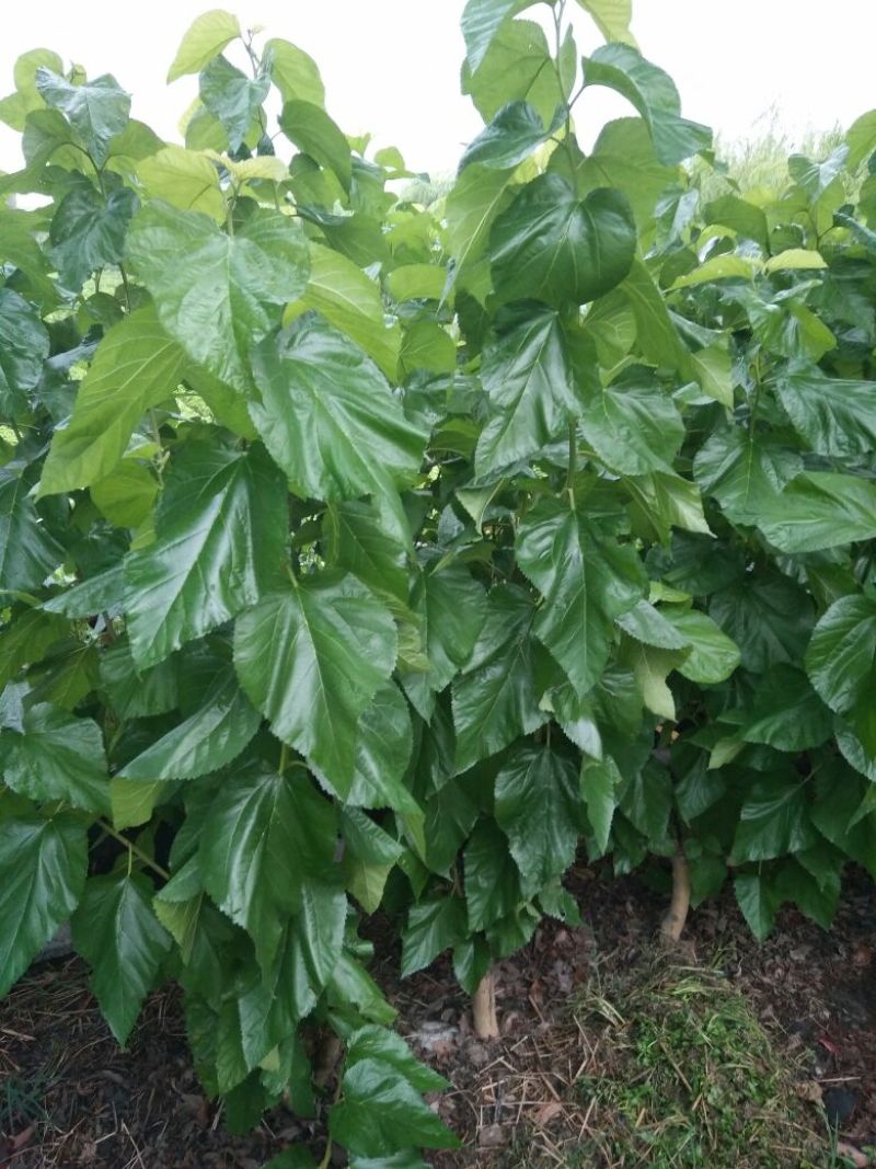 强桑1号桑树苗农桑14号大叶嫁接苗养蚕，养羊，羊牛饲料桑