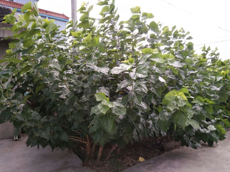 强桑一号养蚕桑树苗40~50cm