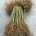 强桑一号养蚕桑树苗40~50cm