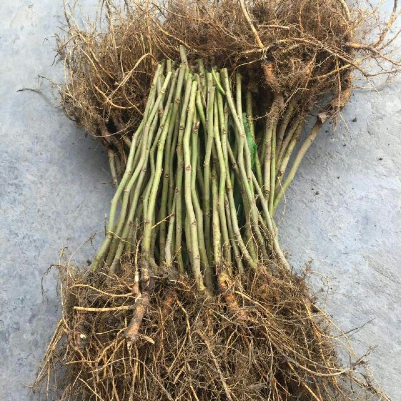 强桑一号养蚕桑树苗40~50cm