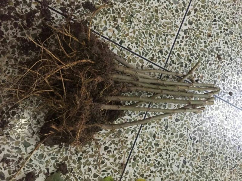 强桑一号养蚕桑树苗40~50cm