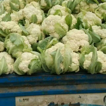 有机花，散花菜花白面青梗松花菜山东肥城基地大量供应适中