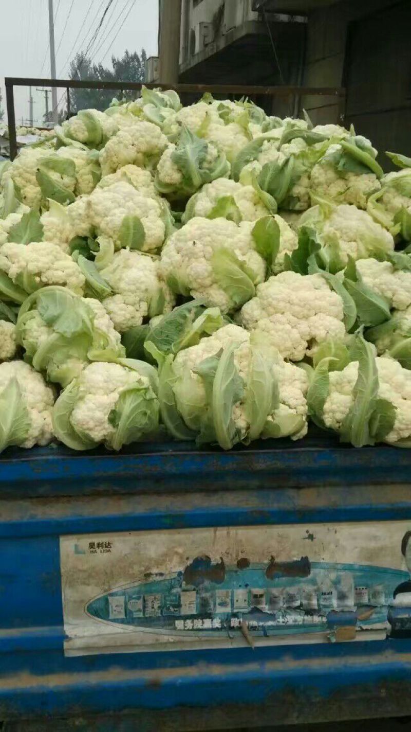 有机花，散花菜花白面青梗松花菜山东肥城基地大量供应适中