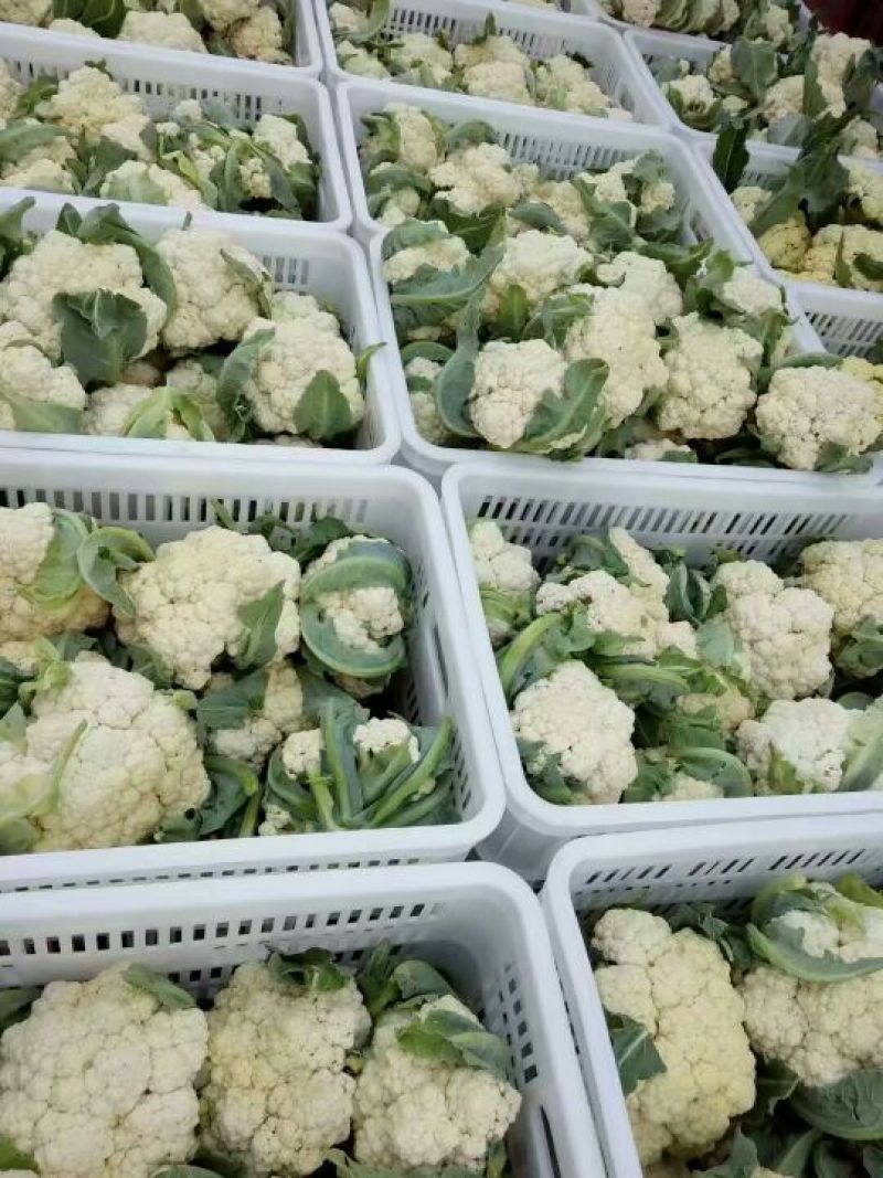 有机花，散花菜花白面青梗松花菜山东肥城基地大量供应适中
