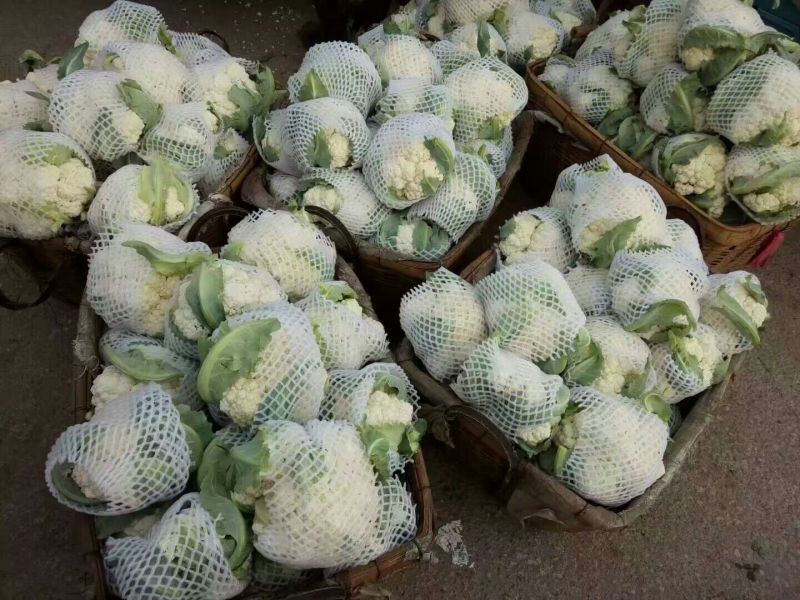 有机花，散花菜花白面青梗松花菜山东肥城基地大量供应适中
