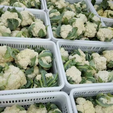 肥城有机花菜，泰安松花菜，青梗散花大量供应山东肥城