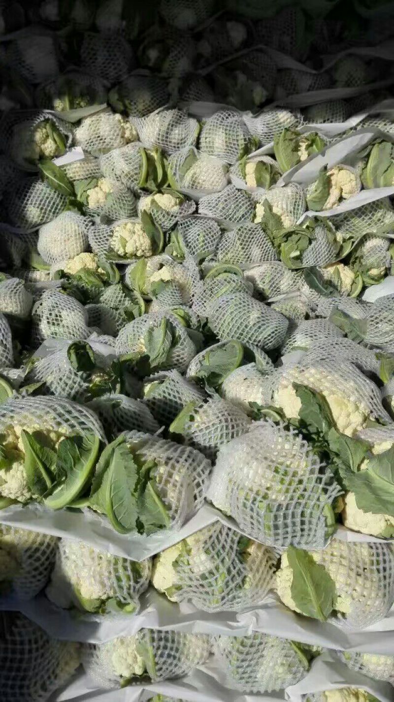 肥城有机花菜，泰安松花菜，青梗散花大量供应山东肥城