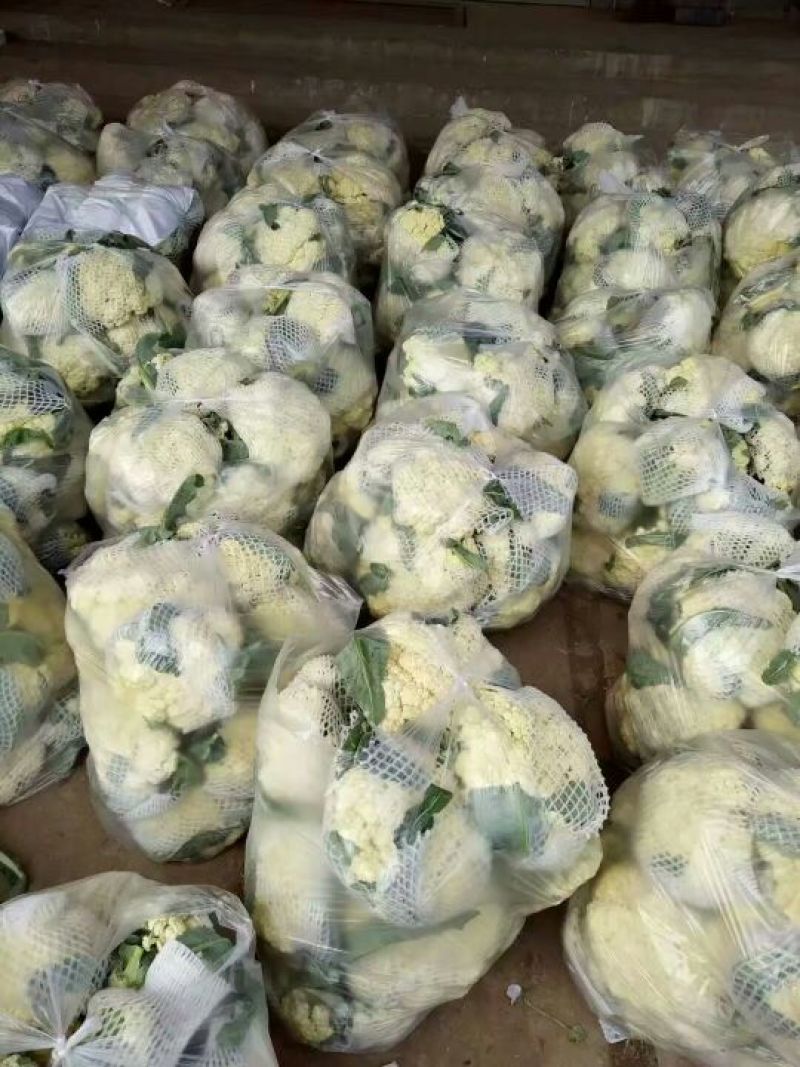 肥城有机花菜，泰安松花菜，青梗散花大量供应山东肥城