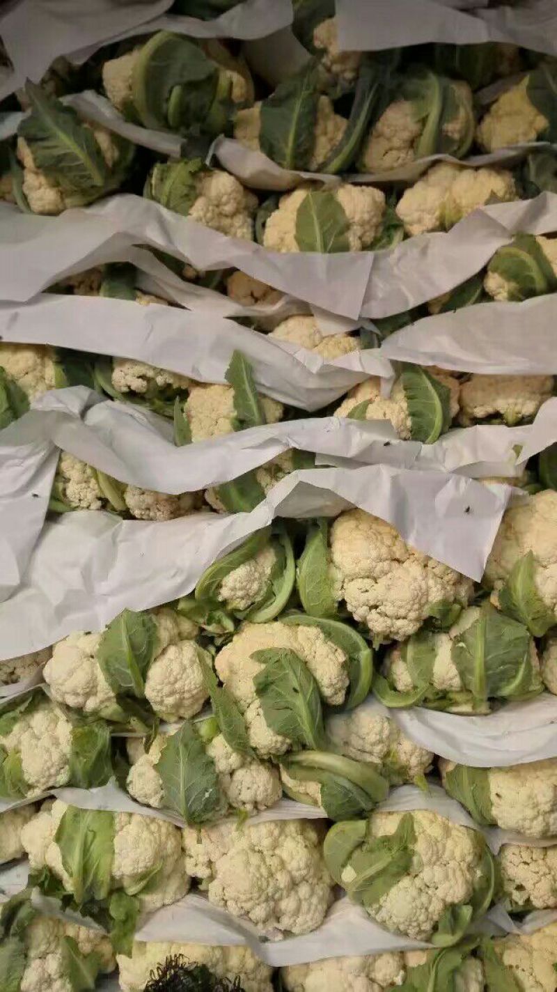 肥城有机花菜，泰安松花菜，青梗散花大量供应山东肥城