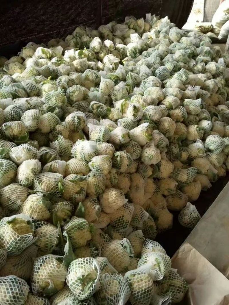 肥城有机花菜，泰安松花菜，青梗散花大量供应山东肥城