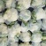 肥城有机花菜，泰安松花菜，青梗散花大量供应山东肥城