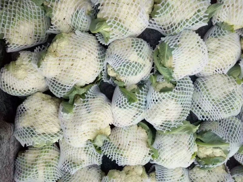 肥城有机花菜，泰安松花菜，青梗散花大量供应山东肥城