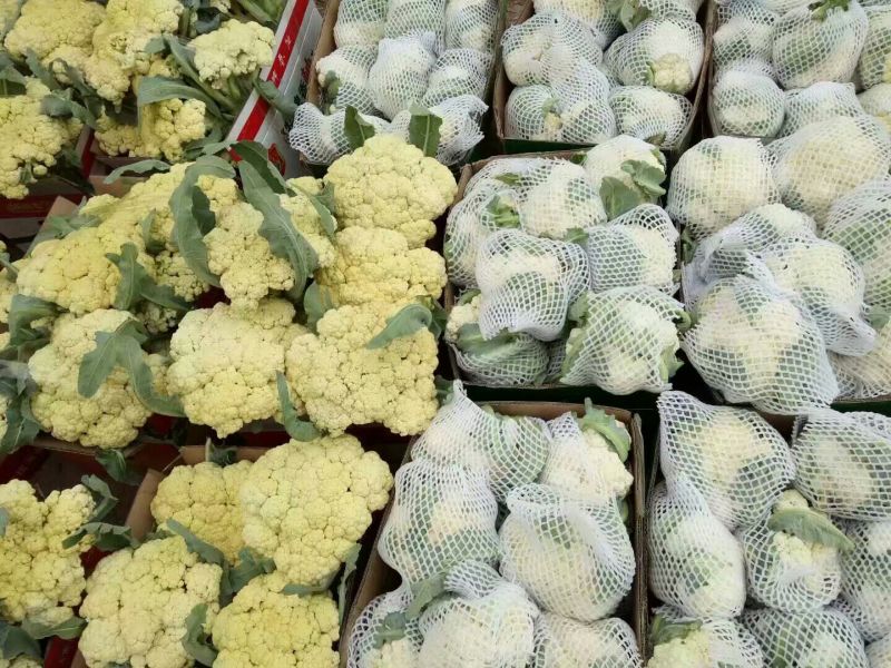 肥城有机花菜，泰安松花菜，青梗散花大量供应山东肥城
