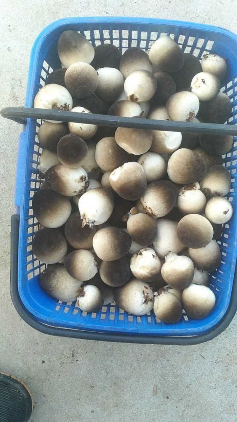 鲜草菇