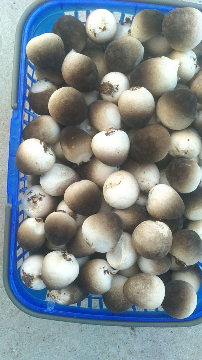 鲜草菇