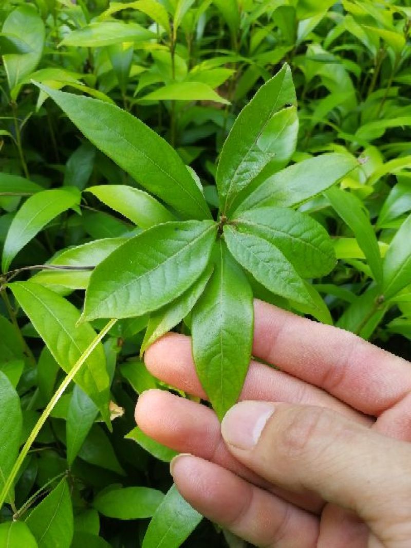 金丝楠木10~20cm
