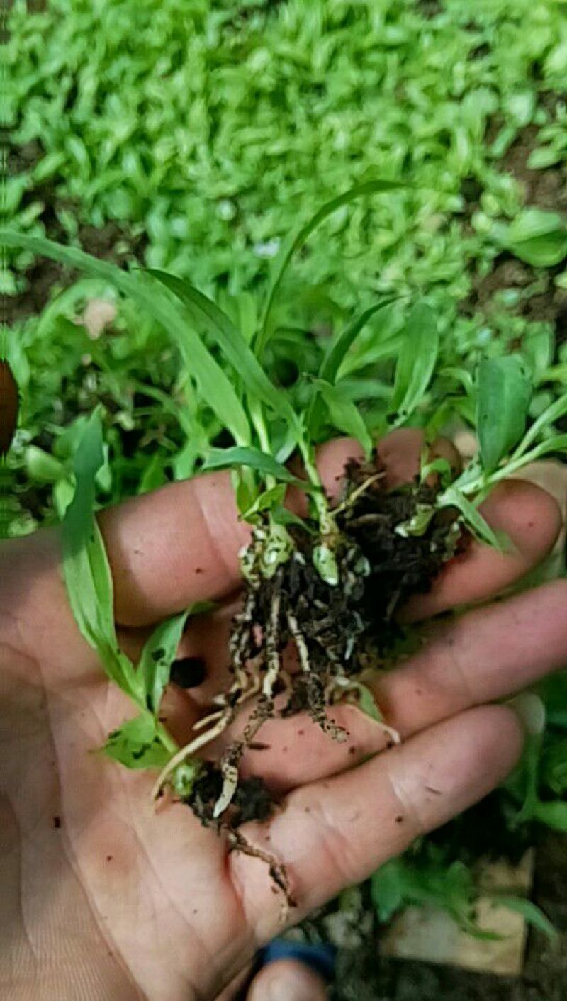 白及紫花三叉白芨直播小苗，纯紫花宽叶，自己亲自采集的种