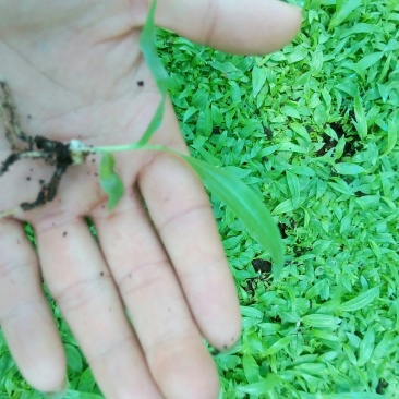 白及紫花三叉白芨直播小苗，纯紫花宽叶，自己亲自采集的种