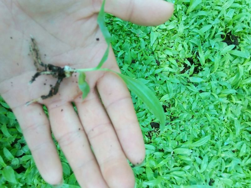 白及紫花三叉白芨直播小苗，纯紫花宽叶，自己亲自采集的种